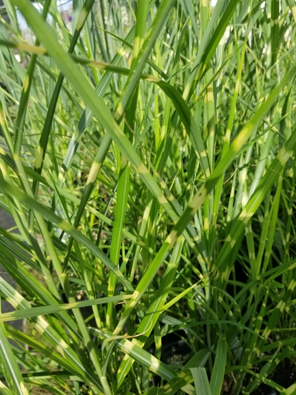 Grass Miscanthus 'Tiger Tail' New 2022